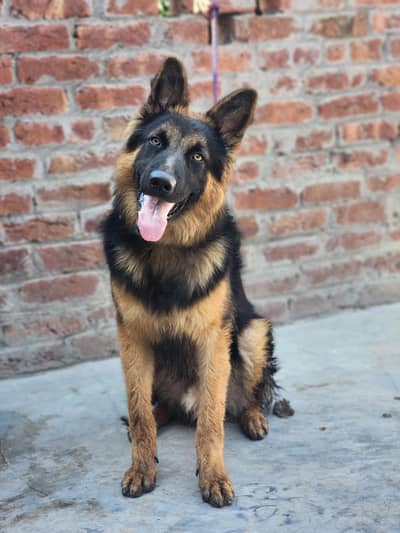 German shepherd for sale