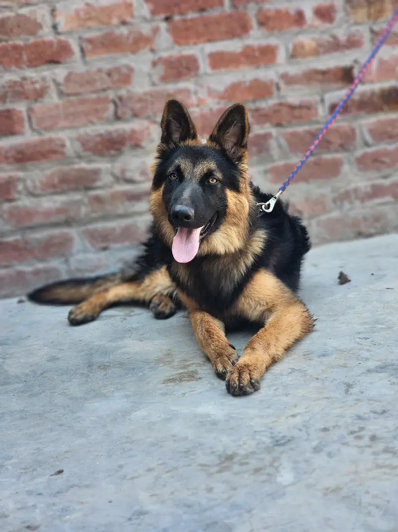 German shepherd for sale — photo 2