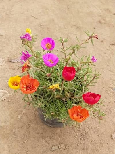 Premium Plants