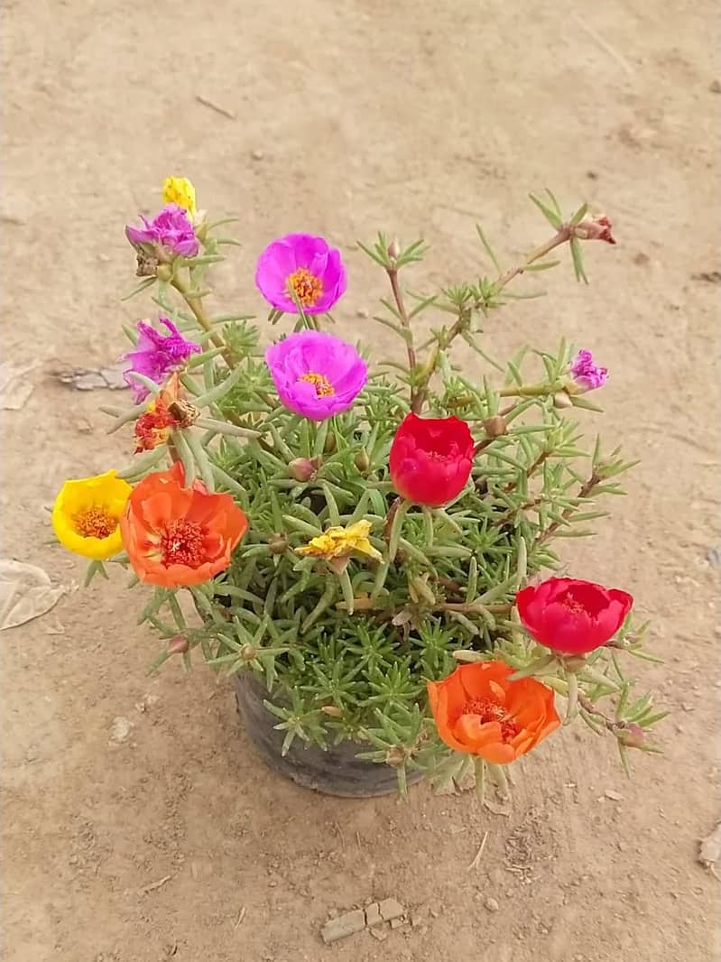 Premium Plants 0