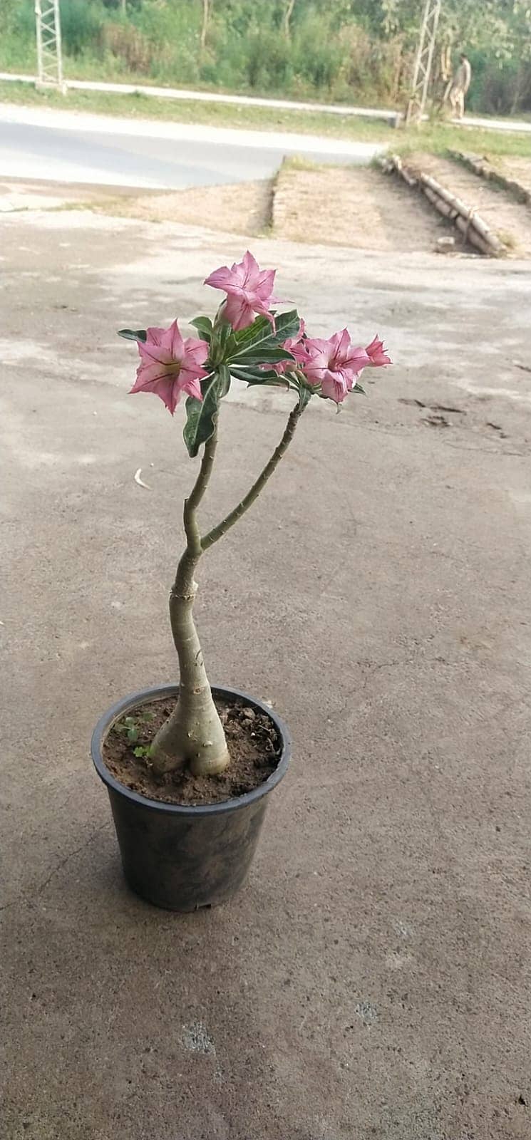 Premium Plants 1
