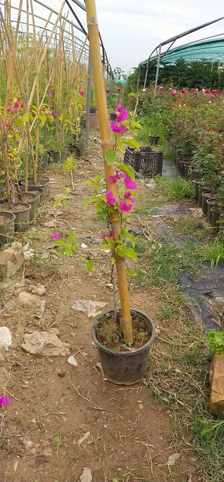 Premium Plants 2