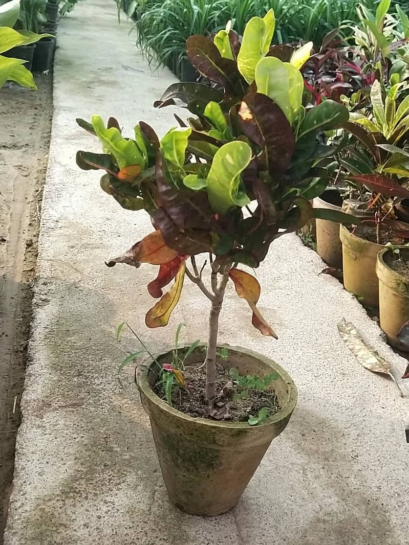 Premium Plants 3