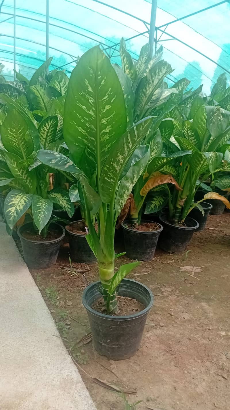 Premium Plants 4