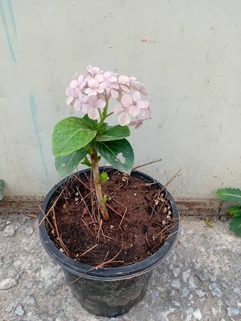 Premium Plants 5