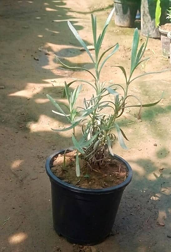 Premium Plants 6