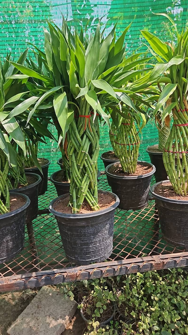 Premium Plants 7