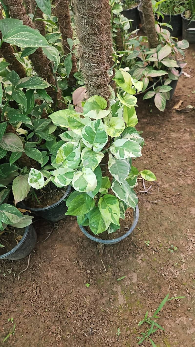 Premium Plants 8