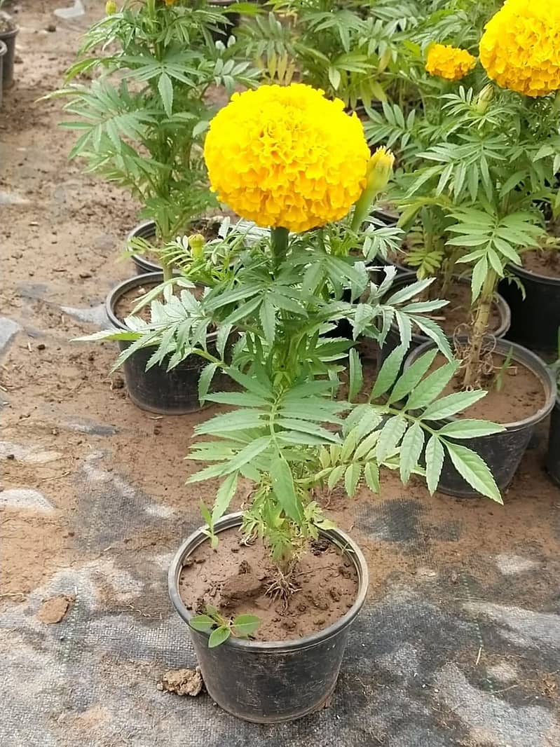 Premium Plants 9