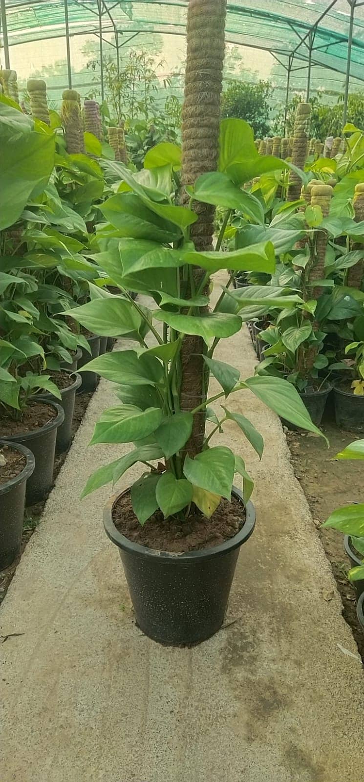 Premium Plants 10