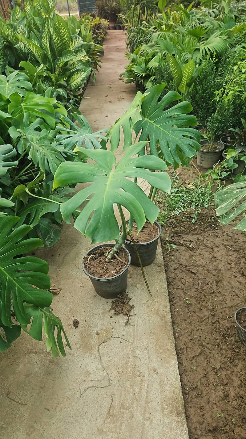 Premium Plants 11