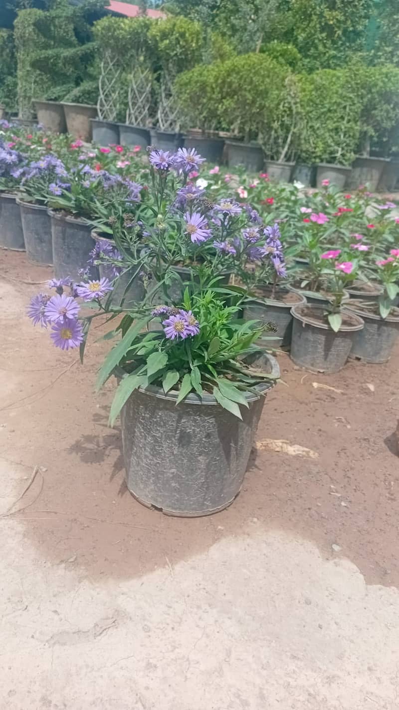 Premium Plants 12