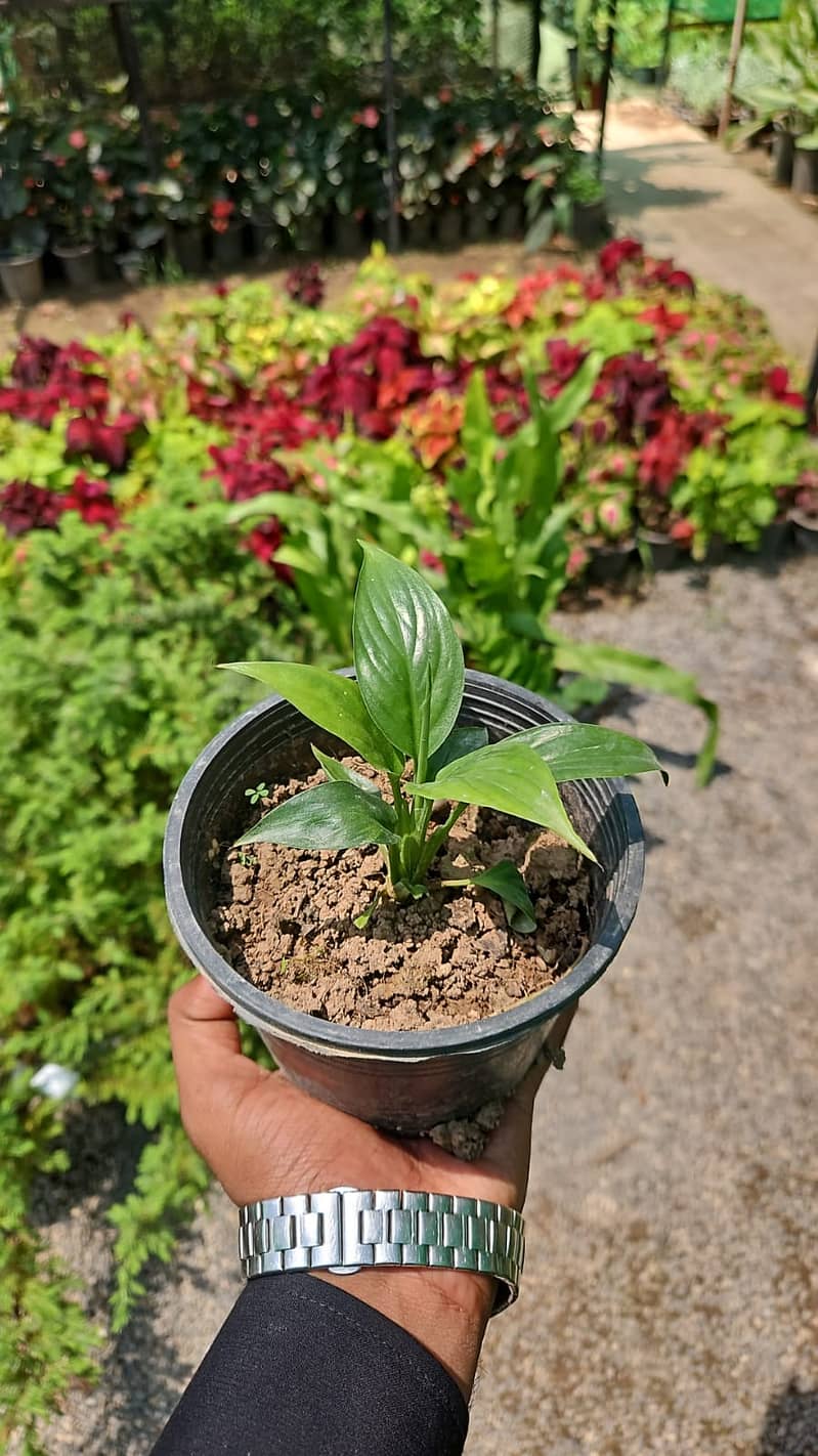 Premium Plants 13