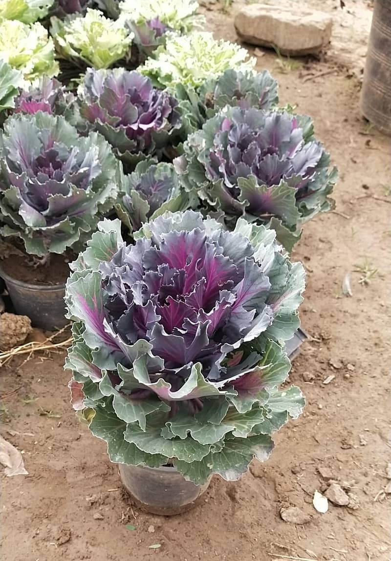 Premium Plants 14