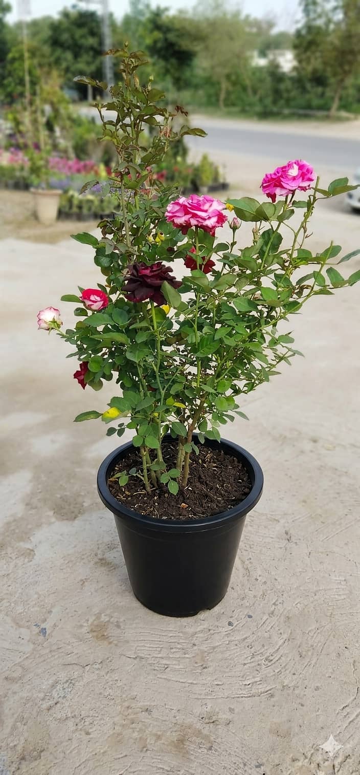 Premium Plants 15