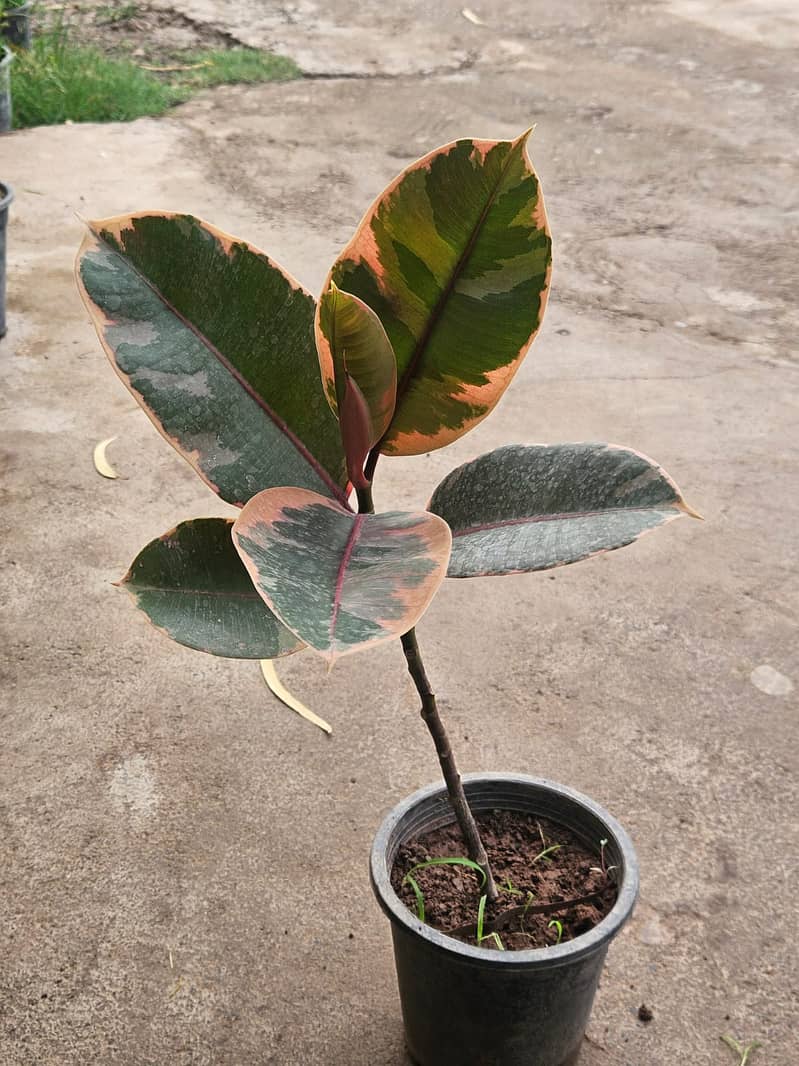 Premium Plants 16