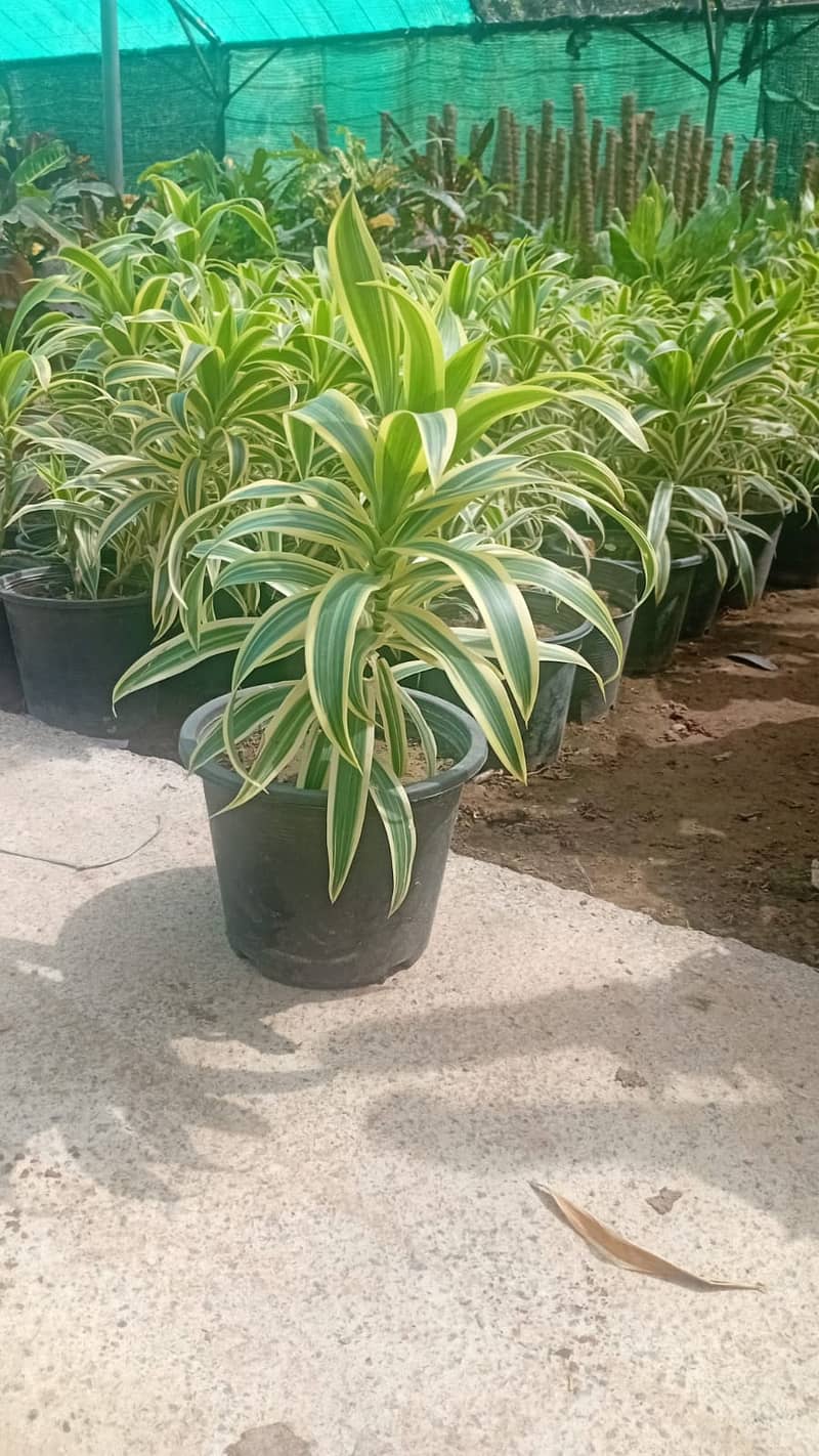 Premium Plants 17