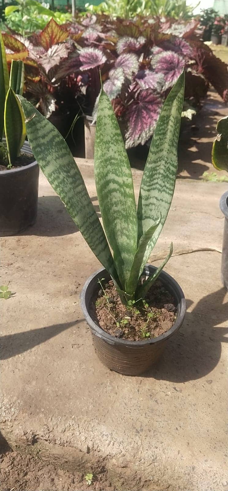 Premium Plants 18