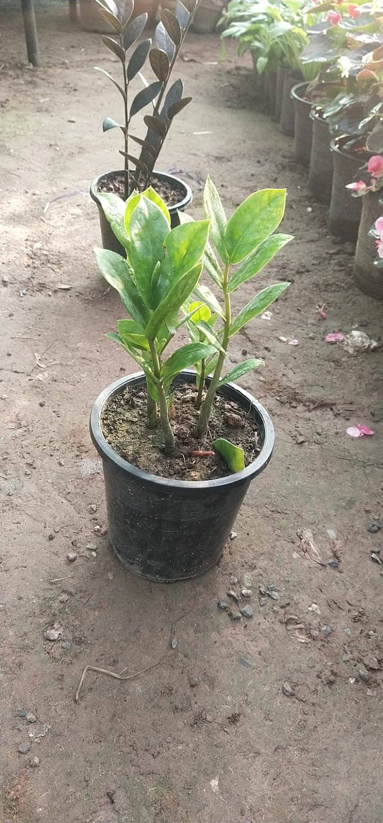 Premium Plants 19