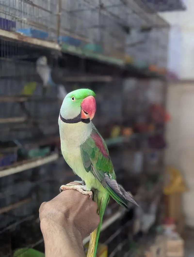 raw parrot male — photo 3