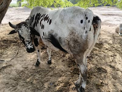 cow for sale