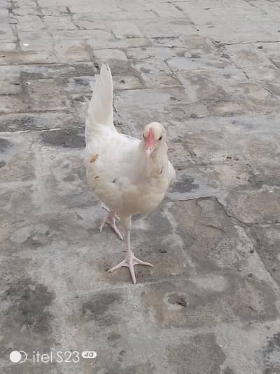 Golden misri hens aur Pathay pathiyan 4 sale