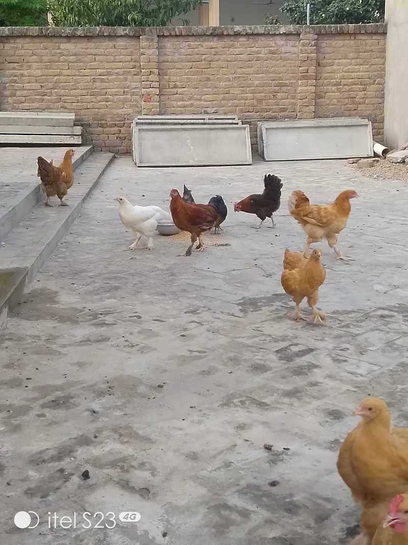 Golden misri hens aur Pathay pathiyan 4 sale — photo 2