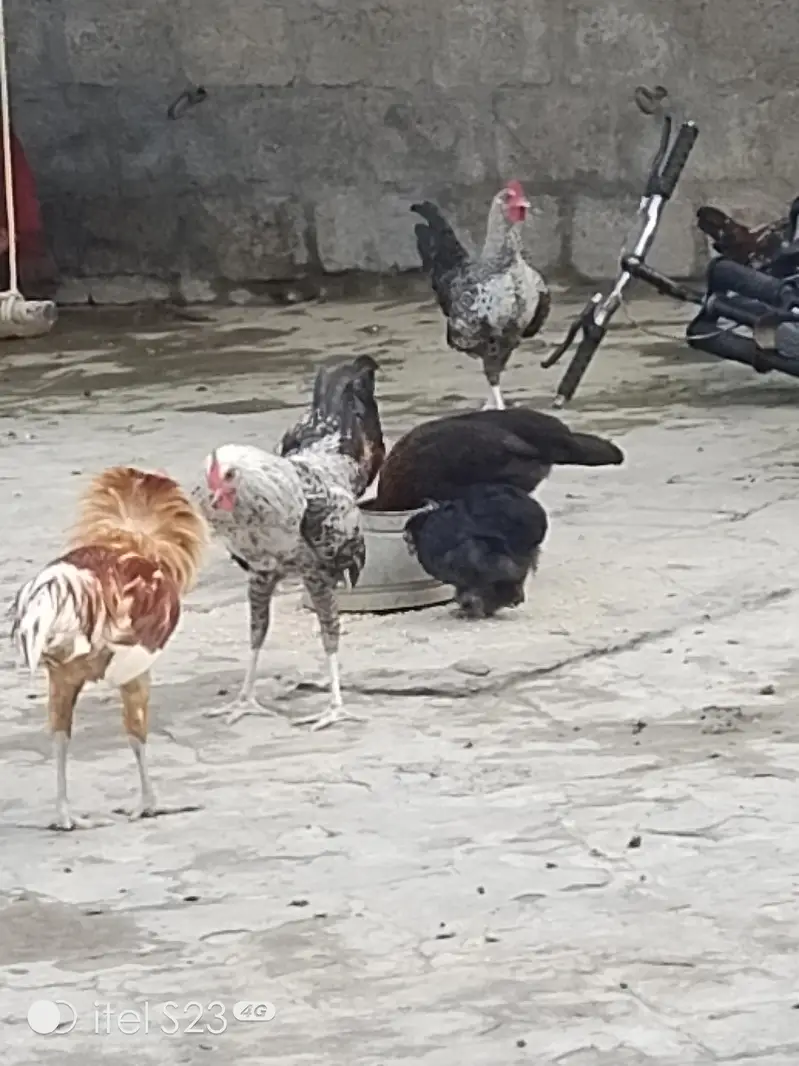 Golden misri hens aur Pathay pathiyan 4 sale — photo 3