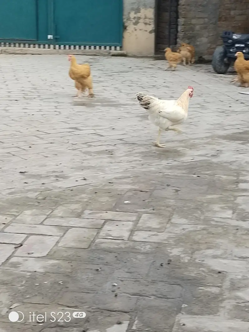 Golden misri hens aur Pathay pathiyan 4 sale — photo 4