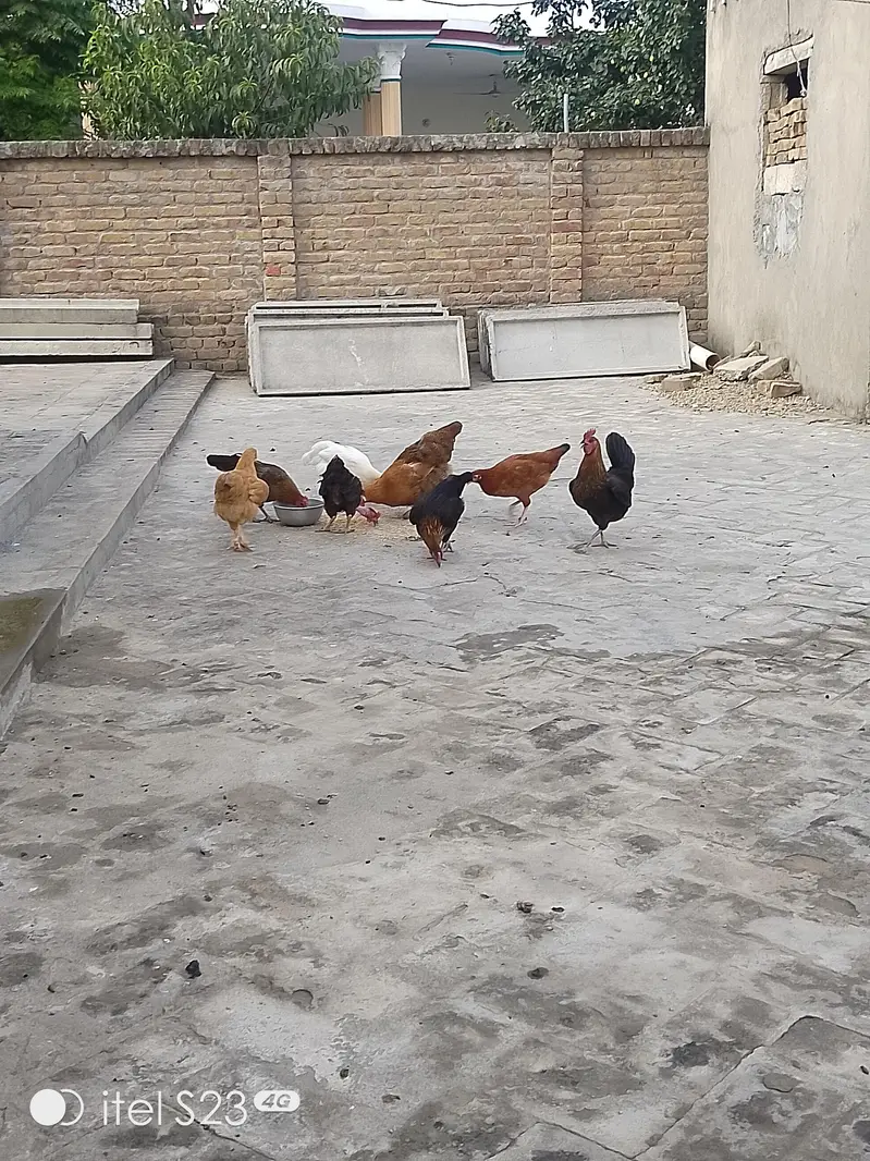 Golden misri hens aur Pathay pathiyan 4 sale — photo 5