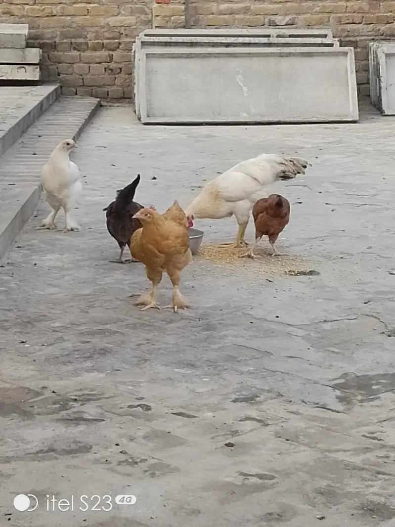 Golden misri hens aur Pathay pathiyan 4 sale — photo 6