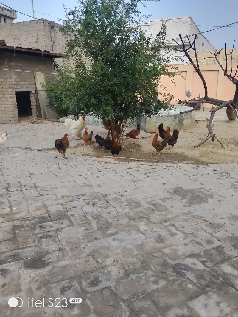 Golden misri hens aur Pathay pathiyan 4 sale — photo 7