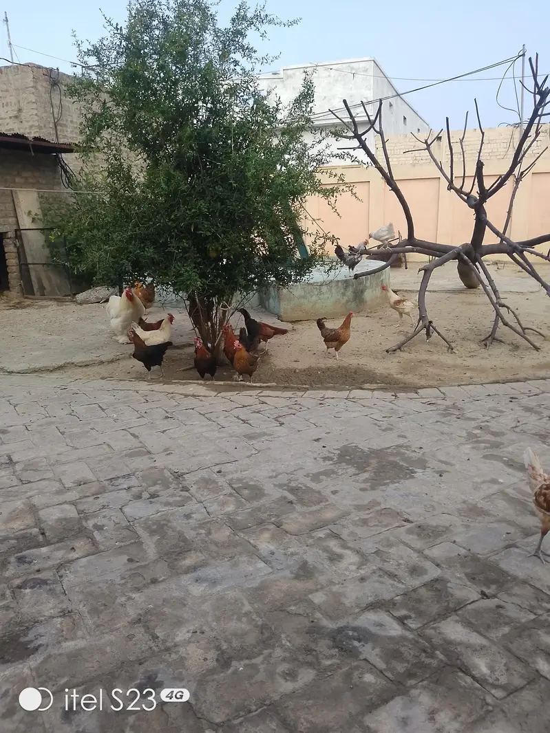 Golden misri hens aur Pathay pathiyan 4 sale — photo 8
