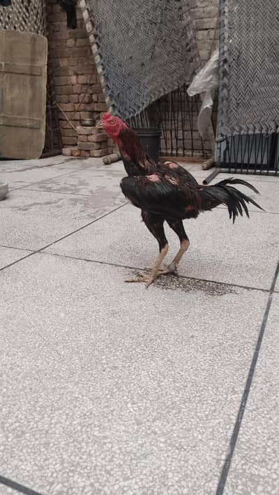 pakoya breeder hai
