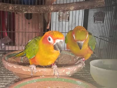 Sun conure Patha For sale