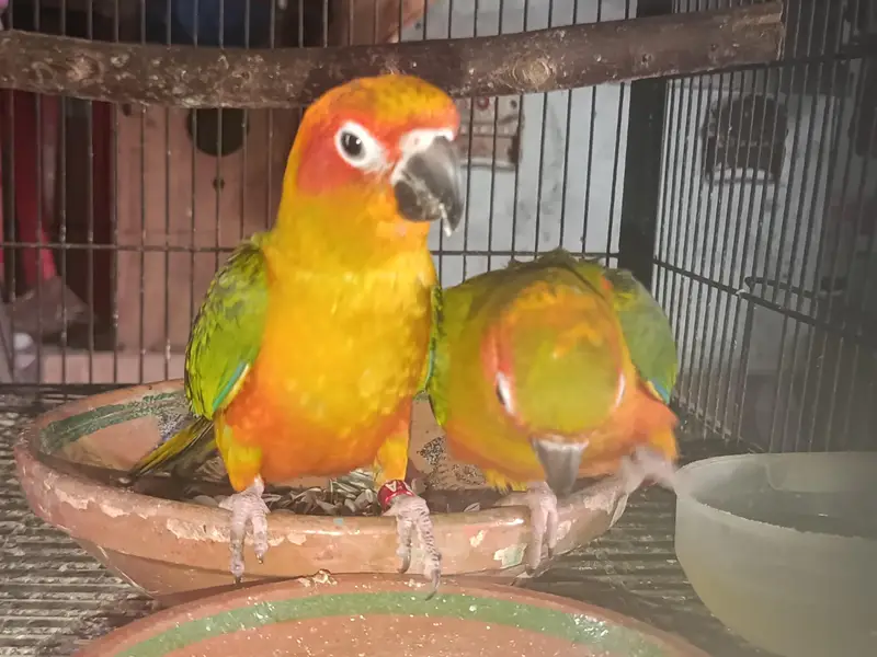 Sun conure Patha For sale — photo 2