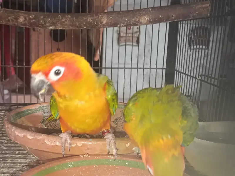Sun conure Patha For sale — photo 3
