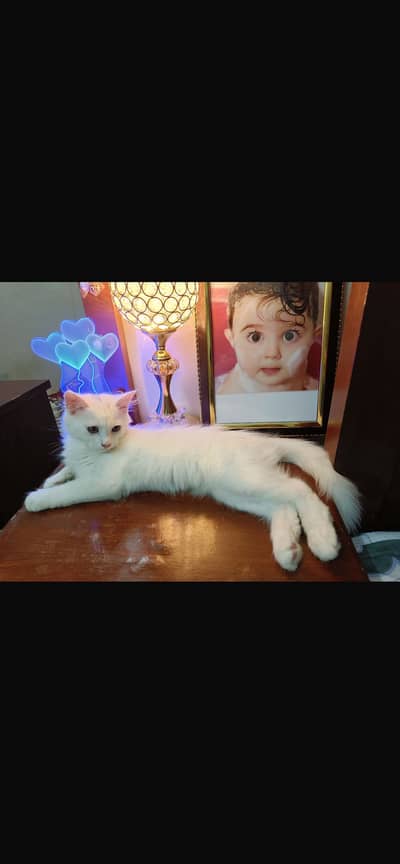 White Turkish angora