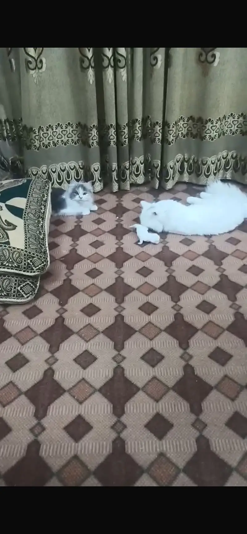 White Turkish angora — photo 2