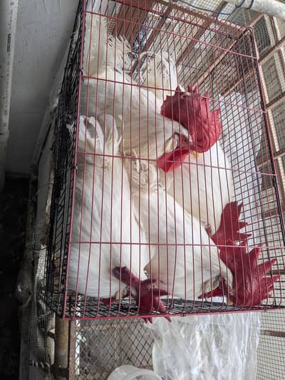 Male Rooster Adult