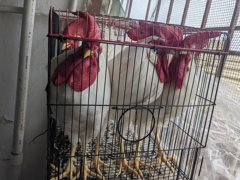 Male Rooster Adult — photo 2