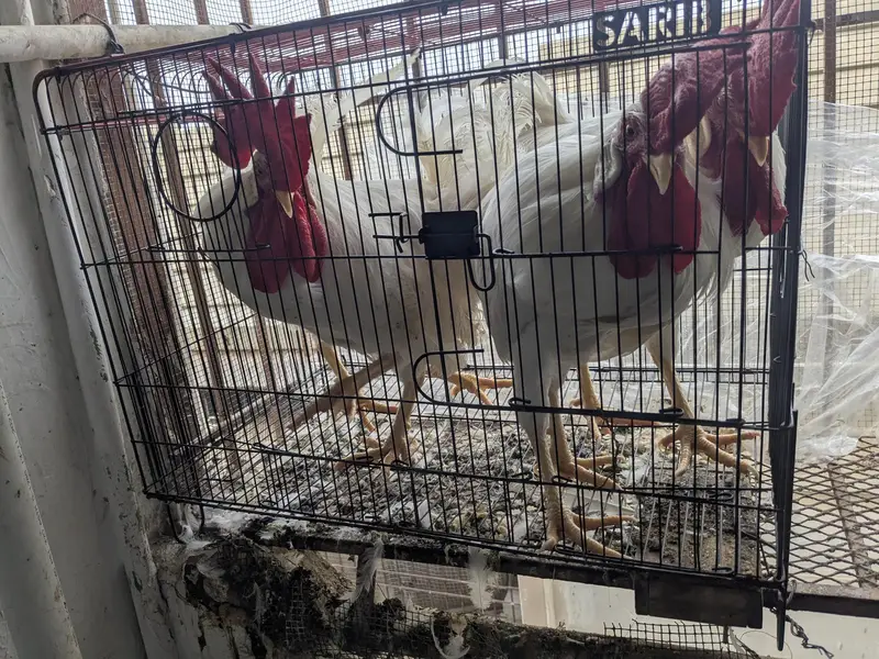 Male Rooster Adult — photo 3
