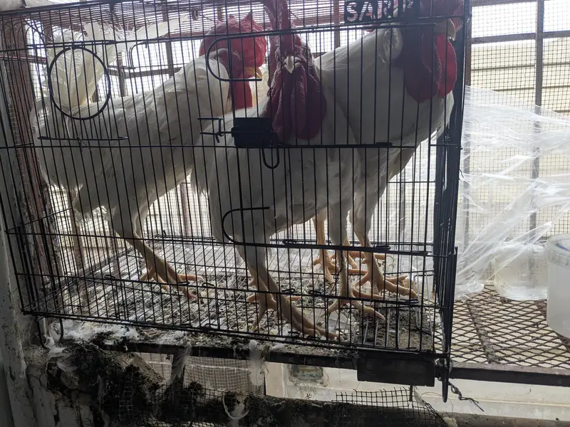 Male Rooster Adult — photo 4