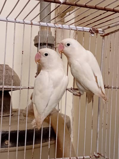 ALBINO BREEDER PAIR FOR SALE