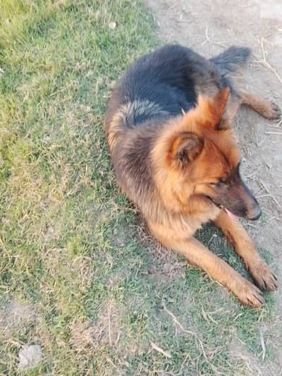 German shepherd