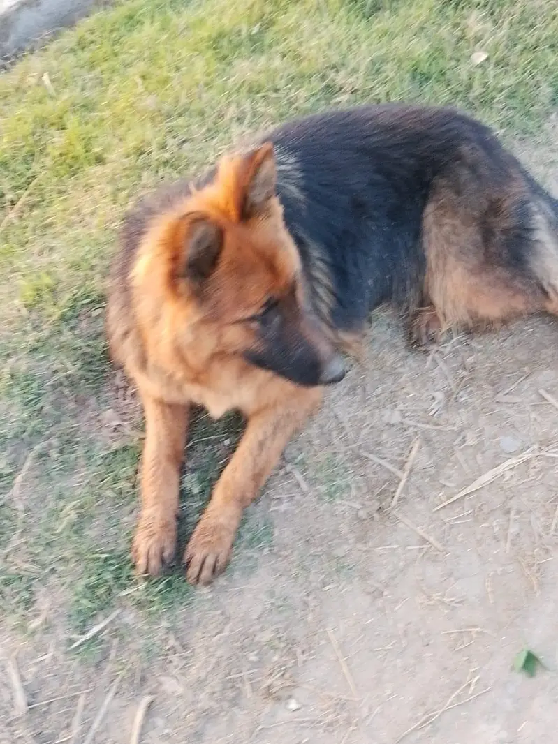 German shepherd — photo 2
