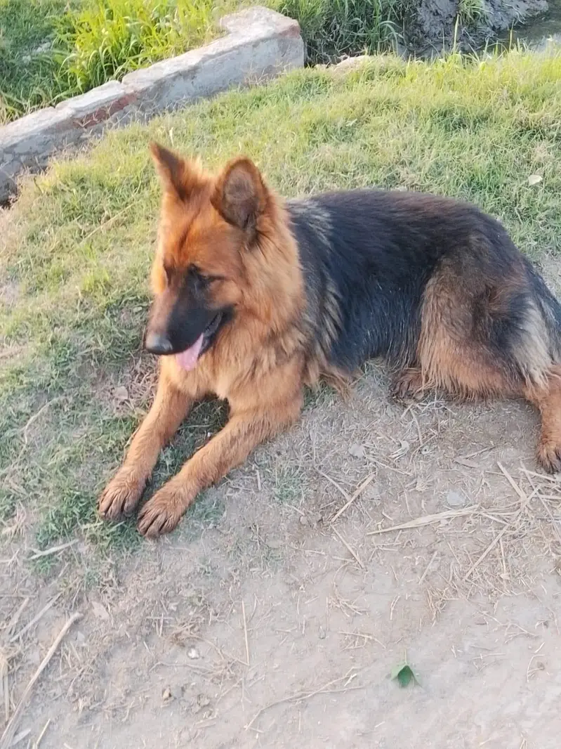 German shepherd — photo 3