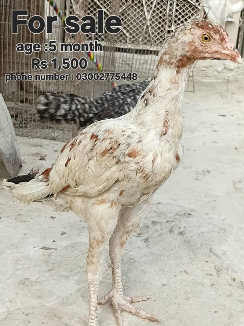 خالص میاں والی اصیل کے 5 ماہ کے گھر میں پالے ہوئے چوزے برائے فروخت 3