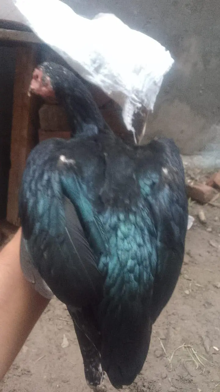 aseel lasani Madi for sale — photo 3