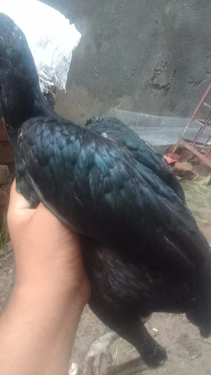 aseel lasani Madi for sale — photo 5